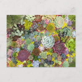 Colorful Greenery Succulents Briefkaart