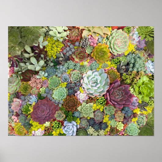Colorful Greenery Succulents Poster (Voorkant)
