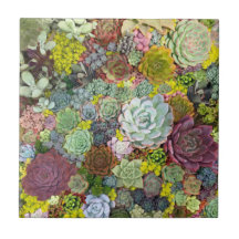 Colorful Greenery Succulents