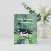 Colorful guy, Roos Breasted Grosbeak Briefkaart (Staand voorkant)