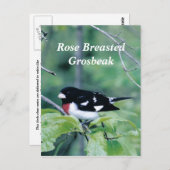 Colorful guy, Roos Breasted Grosbeak Briefkaart (Voorkant / Achterkant)