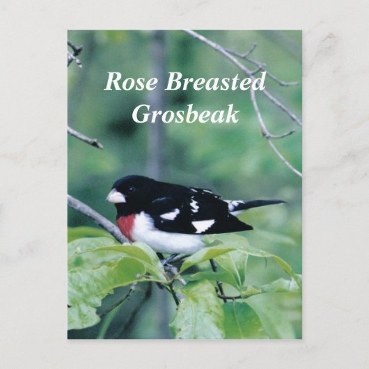 Colorful guy, Roos Breasted Grosbeak Briefkaart (Voorkant)