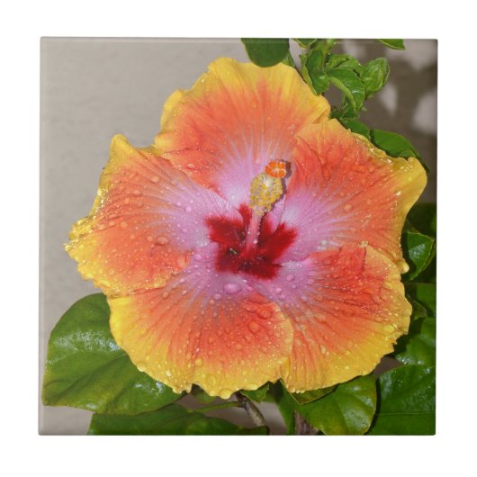 Colorful Hibiscus Flower Ceramic Tile Tegeltje (Voorkant)