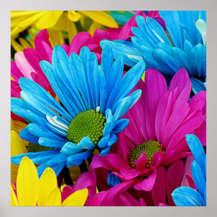 Colorful Hot Pink Blauwgroen Blue Gerber Daisies F Poster