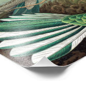 Colorful Hummingbird by Ernst Haeckel Poster (Hoek)