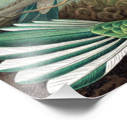 Colorful Hummingbird by Ernst Haeckel Poster (Hoek)