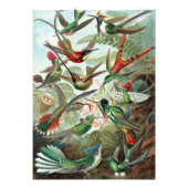 Colorful Hummingbird by Ernst Haeckel Poster (Voorkant)