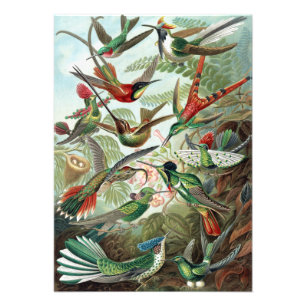 Colorful Hummingbird by Ernst Haeckel Poster