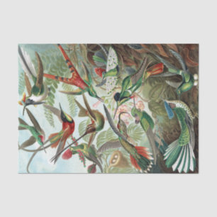 Colorful Hummingbird by Ernst Haeckel Poster Tissuepapier