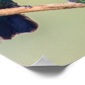 Colorful Hummingbird Couple, samengeperd Poster (Hoek)