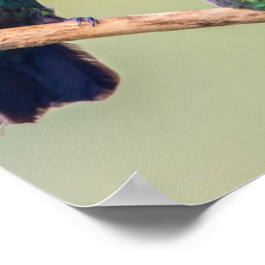 Colorful Hummingbird Couple, samengeperd Poster (Hoek)