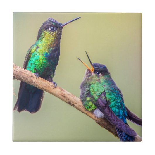 Colorful Hummingbird Couple Tegeltje (Voorkant)