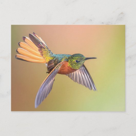 Colorful Hummingbird Flying Briefkaart (Voorkant)