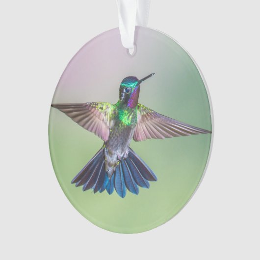 Colorful Hummingbird Flying Name Ornament (voorkant)