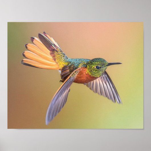 Colorful Hummingbird Flying Poster (Voorkant)