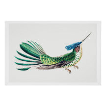 Colorful Hummingbird Illustration