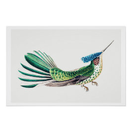 Colorful Hummingbird Illustration Perfect Poster