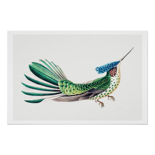Colorful Hummingbird Illustration Perfect Poster (Voorkant)