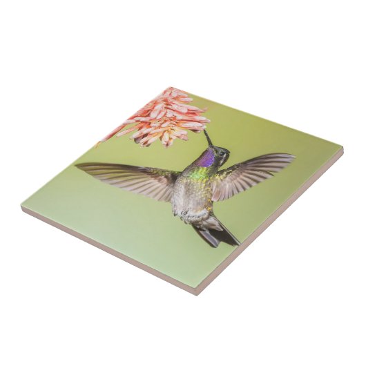 Colorful Hummingbird in Flight Tegeltje (Zijkant)