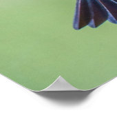 Colorful Hummingbird in vlucht Poster (Hoek)