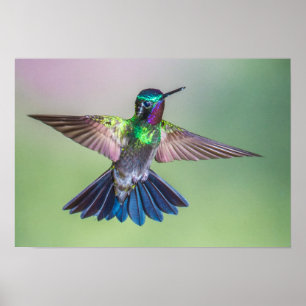 Colorful Hummingbird in vlucht Poster