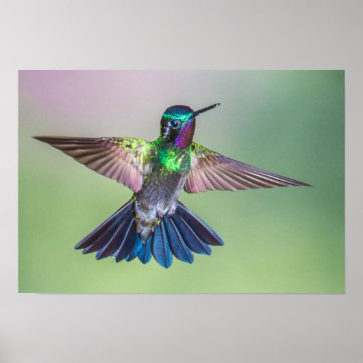Colorful Hummingbird in vlucht Poster (Voorkant)