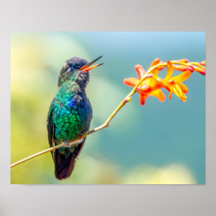 Colorful Hummingbird op Oranje bloesem Poster