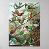Colorful Hummingbird van Ernst Haeckel Poster (Voorkant)