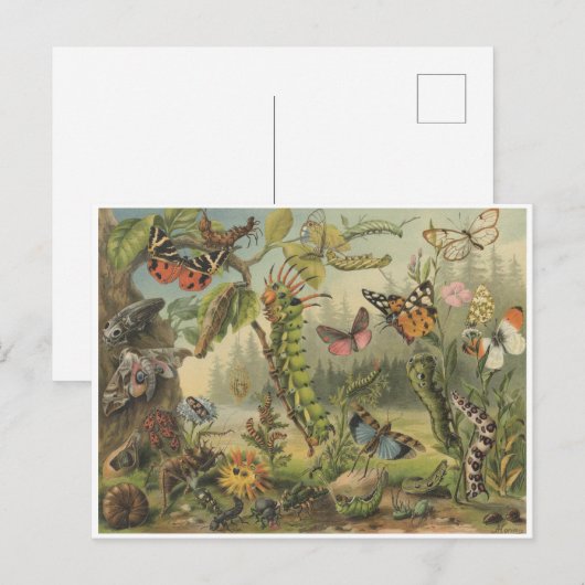 Colorful  Insect Illustratie Briefkaart (Voorkant / Achterkant)