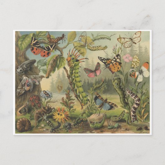 Colorful  Insect Illustratie Briefkaart (Voorkant)