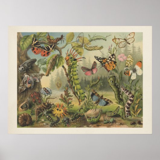 Colorful Insect Illustratie Poster (Voorkant)