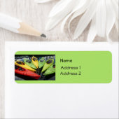 Colorful Kayaks Etiket (Insitu)