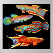 Colorful Killifish Poster (Voorkant)