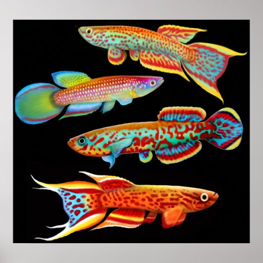 Colorful Killifish Poster (Voorkant)