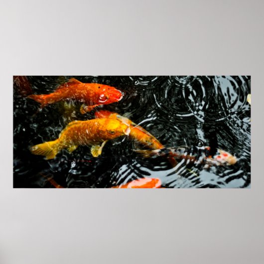 Colorful Koi Fish | Chengdu Poster (Voorkant)