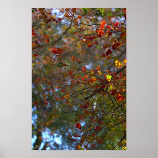 Colorful Leaves Poster (Voorkant)