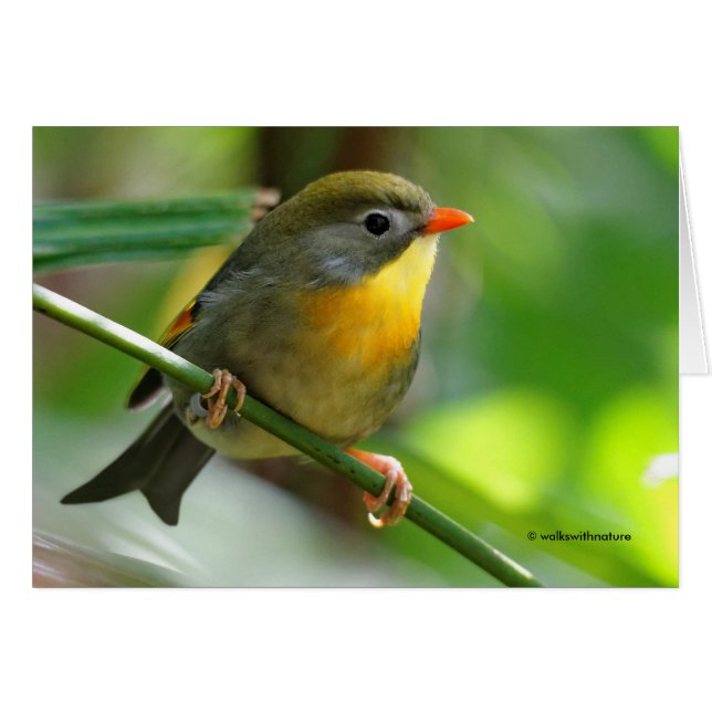 Colorful Leiothrix / Pekin Robin Songbird (Voorkant Horizontaal)