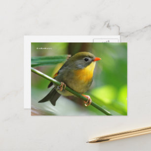 Colorful Leiothrix Pekin Robin Songbird Briefkaart