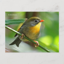 Colorful Leiothrix Pekin Robin Songbird Briefkaart
