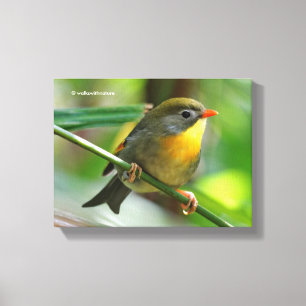 Colorful Leiothrix / Pekin Robin Songbird Canvas Afdruk