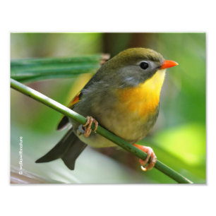 Colorful Leiothrix / Pekin Robin Songbird Foto Afdruk