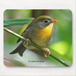 Colorful Leiothrix / Pekin Robin Songbird Muismat