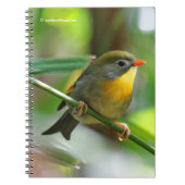 Colorful Leiothrix / Pekin Robin Songbird Notitieboek (Voorkant)