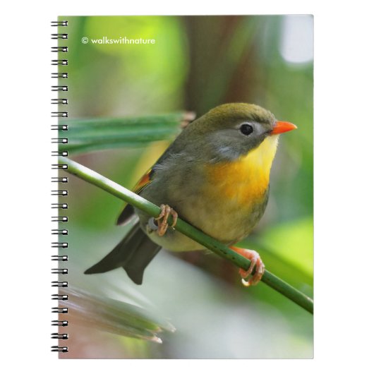 Colorful Leiothrix / Pekin Robin Songbird Notitieboek (Voorkant)