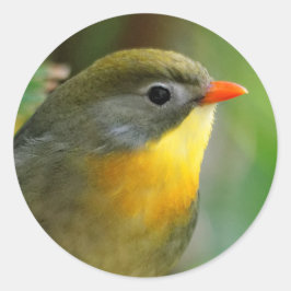 Colorful Leiothrix / Pekin Robin Songbird Ronde Sticker