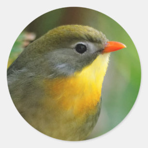 Colorful Leiothrix / Pekin Robin Songbird Ronde Sticker