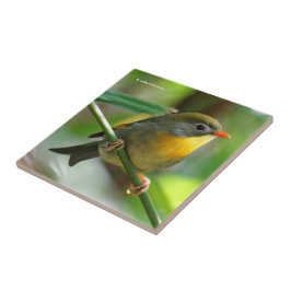Colorful Leiothrix / Pekin Robin Songbird Tegeltje