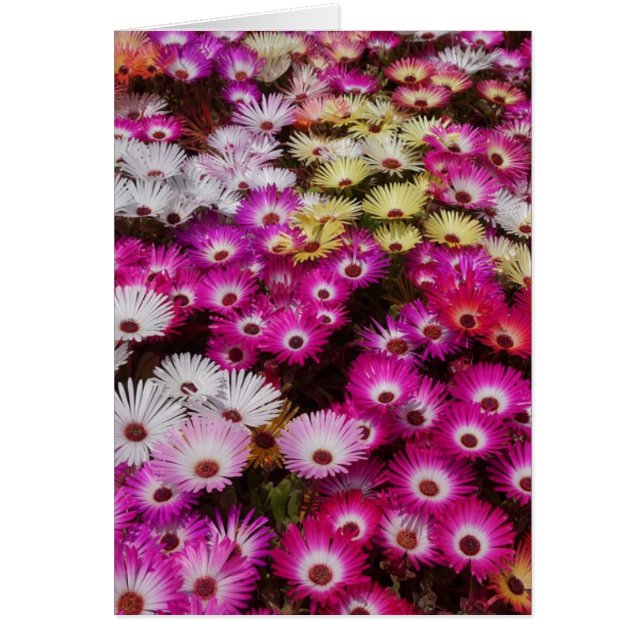 Colorful Livingstone Daisies Flowers (Voorkant)
