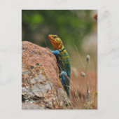 Colorful Lizard Briefkaart (Voorkant)