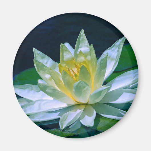 Colorful Lotus Magneet (Voorkant)